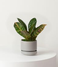 Croton Plant - Image 4