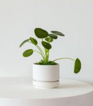 Pilea Peperomioides - Image 4