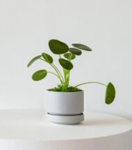 Pilea Peperomioides 2