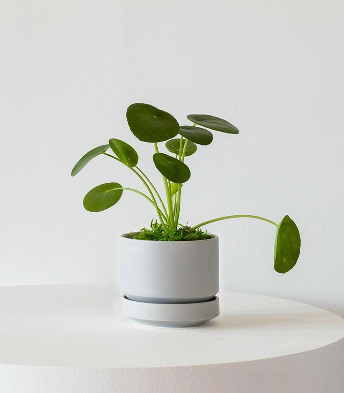 Pilea Peperomioides 2