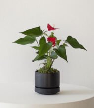 Anthurium – King of hearts - Image 4