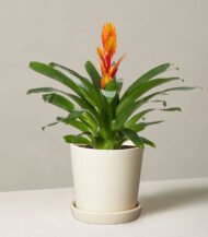 Bromeliad Guzmania with Cylindrical Planter - Image 3