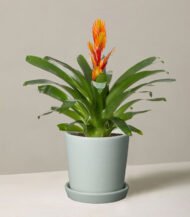 Bromeliad Guzmania with Cylindrical Planter - Image 2