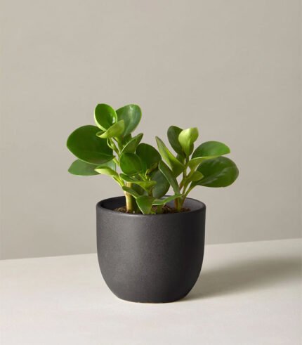 jade plant