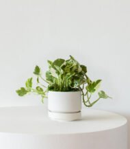 N’Joy Pothos in White Ceramic Pot - Image 2