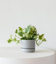 N’Joy Pothos in White Ceramic Pot